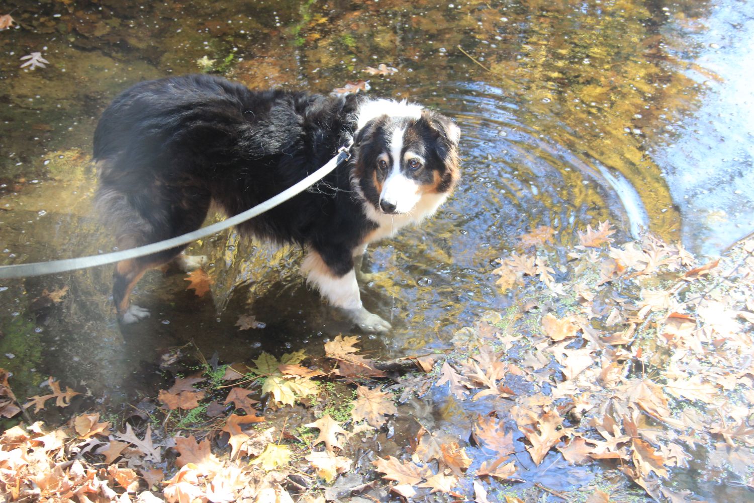 Matthiessen 